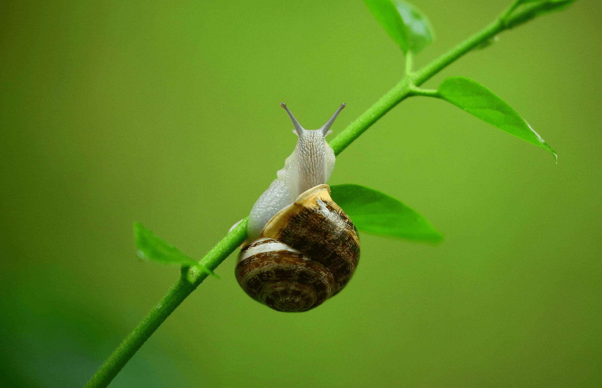 Slowbook Achtsamkeit im Business Achtsame Selbstführung für selbstständige Frauen SLOWPRENEUR Anna Niermann Slow Business Mentoring Selbstcoaching Achtsame Onlinekurse
